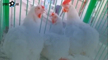 سعر كيلو الفراخ البيضاء في المنوفية اليوم يتواصل عند 75 جنيه